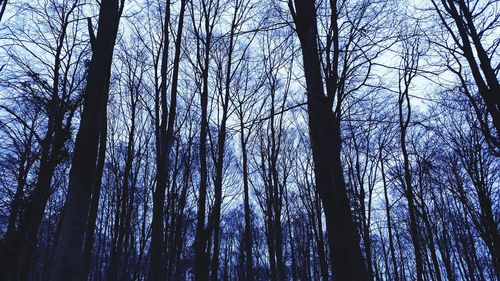 Low angle view of bare trees in forest