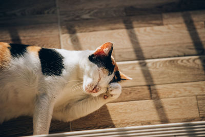 High angle view of a cat at home