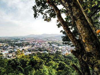 Green tree on high