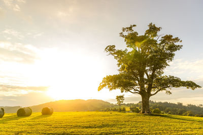 Scenic view of agricultural field against sky