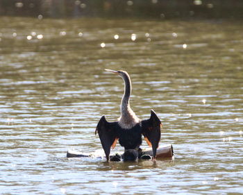 Black swan swimming in lake