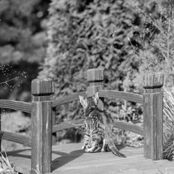 Cat sitting on a tree