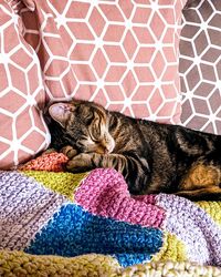 Cat sleeping on carpet