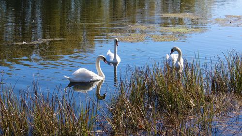 Swans in lake