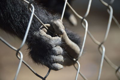 Close-up of an animal seen through chainlink fence