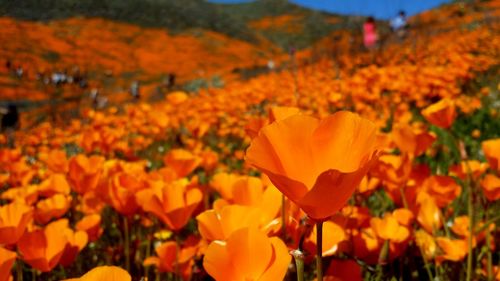 Close-up of orange flowering plants on field