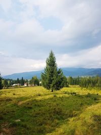 Scenic view of grassy field against sky