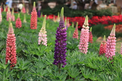 Close-up of purple flowering plants