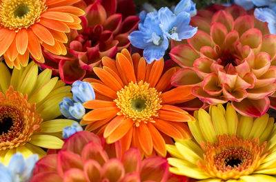 Full frame shot of multi colored gerbera and dahlia.