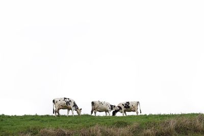 Horses grazing on field against clear sky