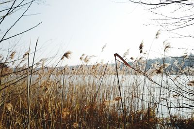 Plants growing on field