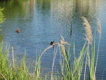 Ducks swimming in lake