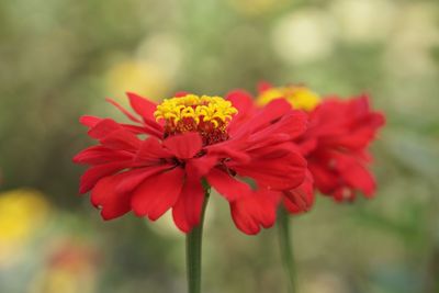 Close-up of red flower