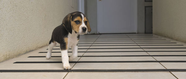 pet