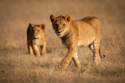 Lions walking on grassy field