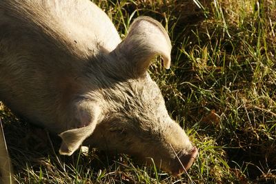 Close-up of pig on field