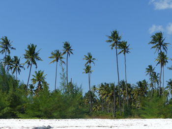 Palm trees on beach against clear blue sky