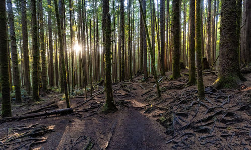 Sunlight streaming through trees in forest