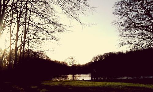 Bare trees on field at sunset