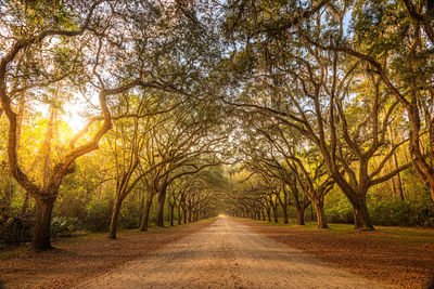 A stunning, long path lined with ancient live oak trees draped in spanish moss in savannah 