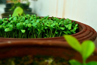 Building small garden on terrace in this lockdown, growing leafy veg.