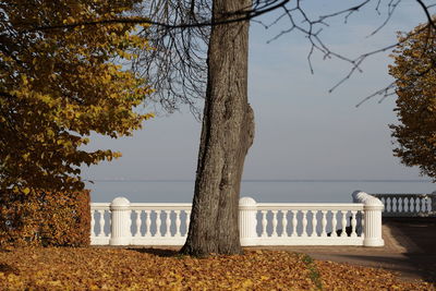 Trees by plants against sky during autumn