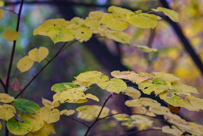 Close-up of yellow maple leaves