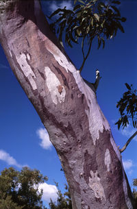 Low angle view of trees against blue sky