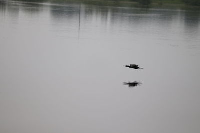 Ducks swimming in lake