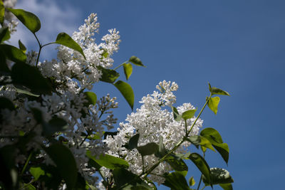 Low angle view of white flowers blooming on tree