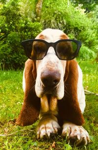 Portrait of dog on field