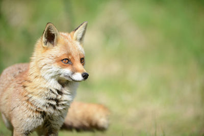 Close up of fox in a field