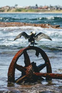 Bird on rusty wheel