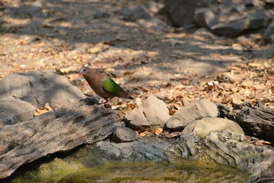 Bird perching on rock