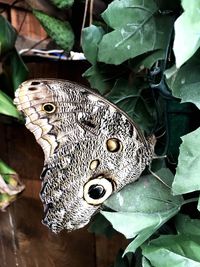 Close-up of butterfly on plant