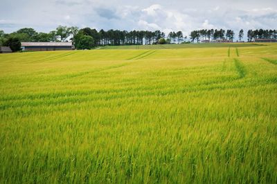 Scenic view of agricultural field against sky