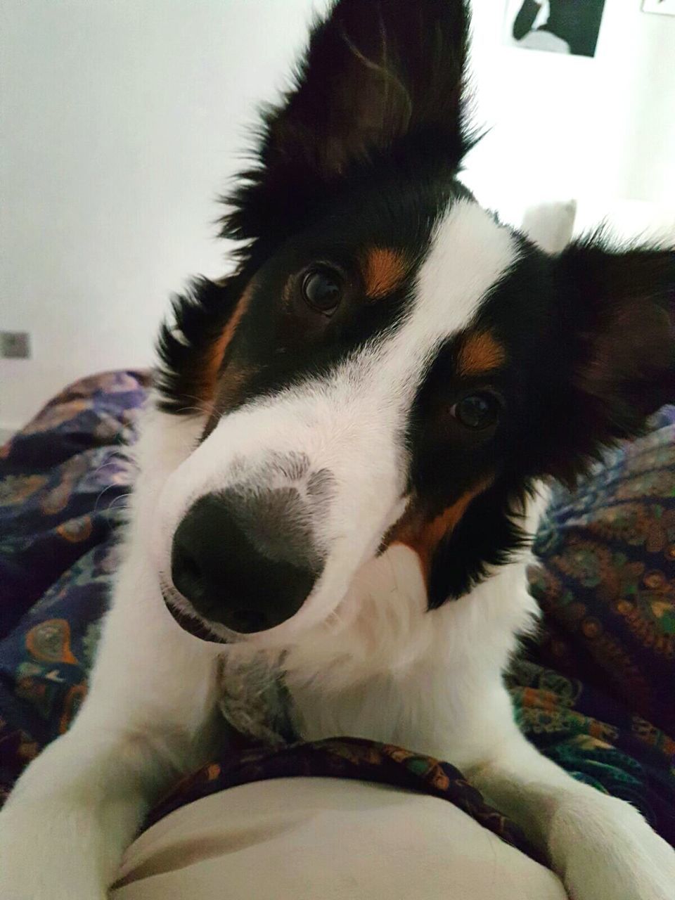 CLOSE-UP PORTRAIT OF DOG ON HAND AT HOME