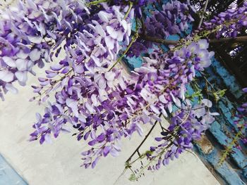 High angle view of purple flowers