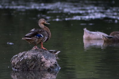 Bird perching on a lake