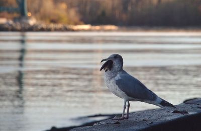 Close-up of bird perching on railing by lake