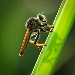 Close-up of insect on plant