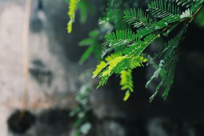 Close-up of fern leaves on tree