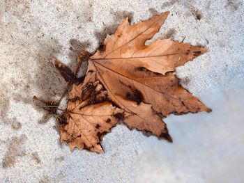 Close-up of dry maple leaf on land