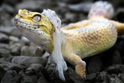 Lemon frost gecko shed its skin, all shedding process captured, amazing animal reptile photo series