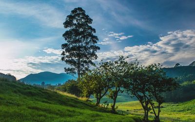 Scenic view of grassy field against cloudy sky