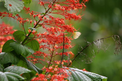 Close-up of red flowering plant during autumn