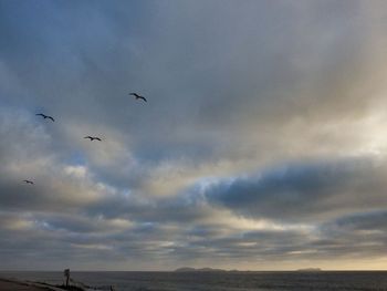 Low angle view of birds flying in sky