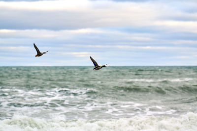 Mallard waterfowl birds flying over sea water. anas platyrhynchos, mallard duck. hovering birds, sky