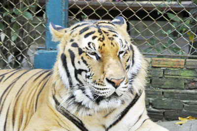 Close-up of tiger in cage at zoo
