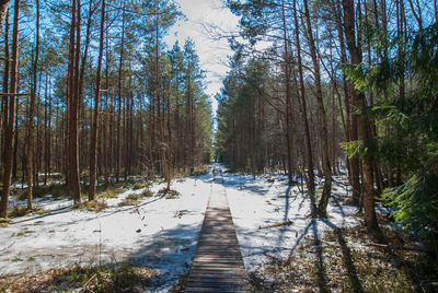 Walkway amidst trees in forest during winter